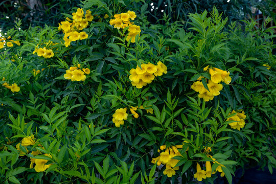 Lush green shrub of Tecoma stans featuring vibrant golden-yellow bell-shaped flower clusters and detailed compound leaves in a sunny Mediterranean garden.