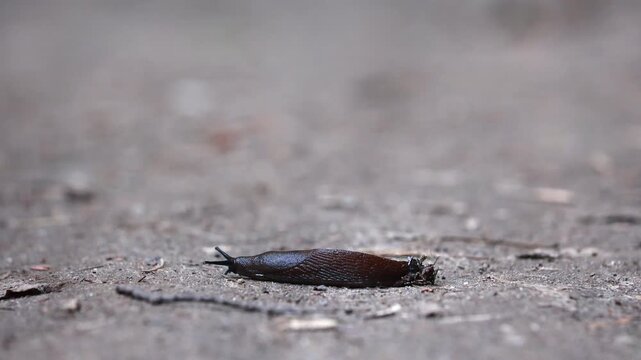 Close up of dark brown slug resting on dry dirt path with extended tentacles