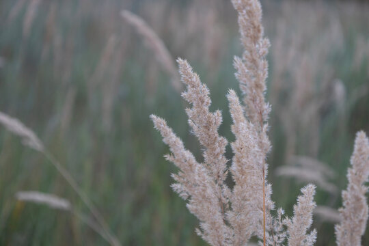 Close up of dry fluffy wild grass spikes swaying in a meadow during a quiet evening. Beautiful soft focus background highlighting natural textures of autumn plants and tranquil rural countryside scene