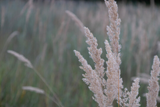 Close up of dry fluffy wild grass spikes swaying in a meadow during a quiet evening. Beautiful soft focus background highlighting natural textures of autumn plants and tranquil rural countryside scene