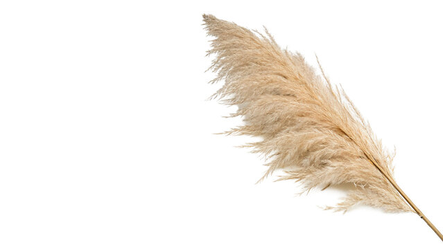 Single soft light beige bird feather plumage decoration graphic detail isolated on transparent background