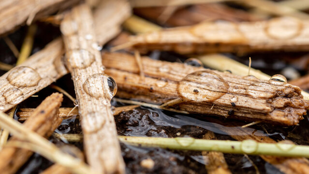 Closeup of moisture sensor with water droplets on soil and sticks in an agricultural setting