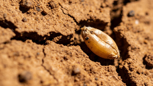 Soil moisture and its impact on irrigation in agriculture practices