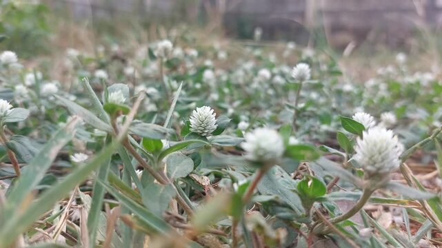 Gomphrena celosioides Mart flower