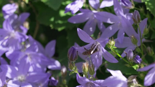Honey bee pollen gathering purple bellflower blossoms in garden sunlight focusing on nature beauty and environmental conservation for sustainable ecosystem health