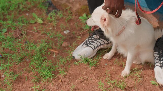 Gentle affection creates calmness together. Calm interactions between human and dog in natural surroundings. Relaxing outdoor bonding where soothing actions promote peace between person and pet
