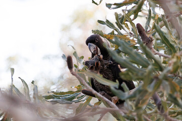 Carnaby's Black Cockatoo (Calyptorhynchus latirostris) eating Banksia seed pod in native Australian bushland © Tove Liv