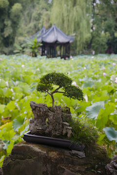A meticulously crafted bonsai tree sits on a weathered rock in the foreground, set against a blurred background of a lush lotus pond and a traditional pavilion. The composition captures a tranquil