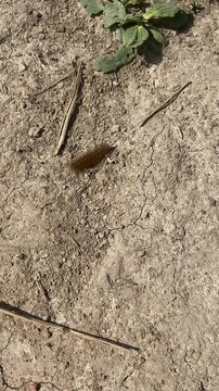 Hairy caterpillar crawling across a road. Small insect larva moving along the ground.
