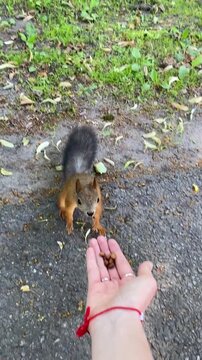 A red squirrel approaches a human hand in the park, carefully taking nuts, eating calmly, moving its paws.
