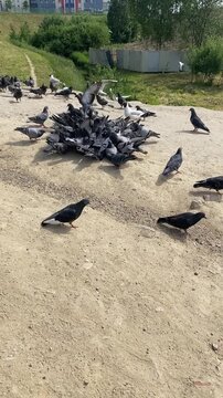 Pigeons and seagulls are eating bread on the sandy slope, many birds are eating together.