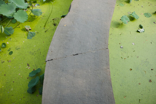A top-down close-up of a large, textured grey stone slab positioned amidst vibrant green duckweed and lily pads. The scene captures an organic, tranquil atmosphere in a garden setting under bright