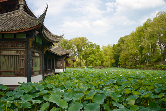A traditional Chinese pavilion with intricate woodwork and a curved roof overlooks a vibrant pond filled with green lotus leaves and white flowers. The scene is captured under bright daylight in GuiHu