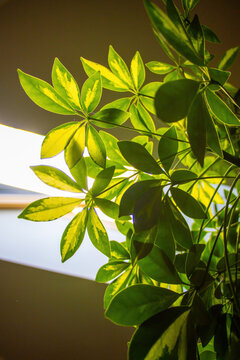 Schefflera Trinette Schefflera arboricola, growing Indoors, viewed from a frog perspective.