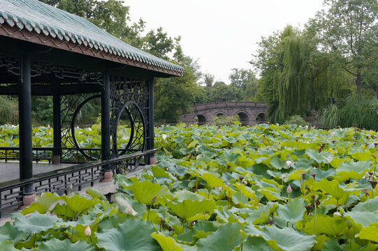 A serene summer scene at GuiHu Park featuring a traditional pavilion overlooking a pond filled with lush lily pads and white blossoms. The composition captures a tranquil atmosphere, blending ornate