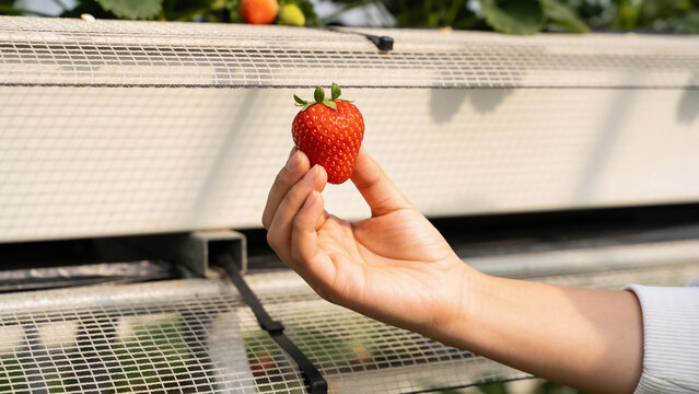 Innovative farming method combines solar energy and crop growth in agrivoltaics setup