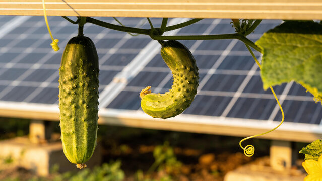 Solar panels support cucumber growth in agrivoltaics setup at a farm location during daylight