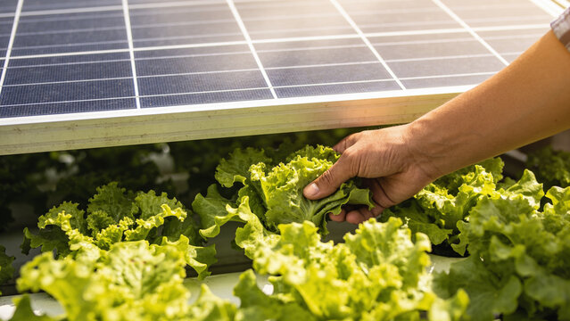 Solar panels installed above crops support farming and renewable energy production in agriculture