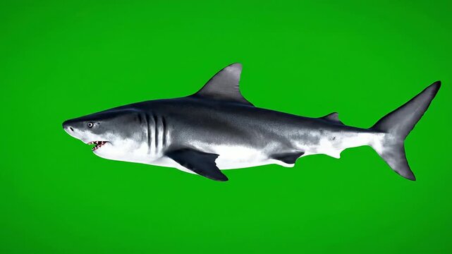 Realistic 3D Rendering Of A Shark Swimming In Chroma Key Green Background Ideal For VFX And Video Productions