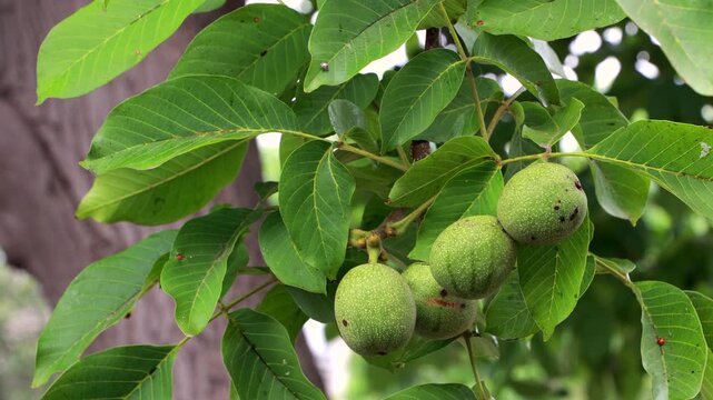 Green walnuts on branch waving in wind cinematic