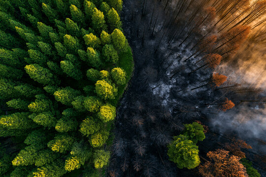 Vue a&eacute;rienne en plein jour montrant la lisi&egrave;re d'une for&ecirc;t. Une ligne nette s&eacute;pare les pins d'un vert luxuriant d'une zone enti&egrave;rement br&ucirc;l&eacute;e et carbonis&eacute;e par un incendie