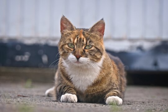 Cute street cat sitting outdoors and looking sad at camera.. Horizontal image with selective focus. 