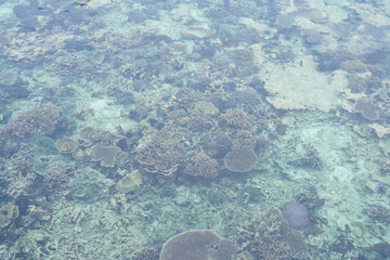 Tropical coral reef visible beneath clear shallow seawater at Sepa Island, Indonesia. Marine ecosystem, biodiversity, underwater nature and coastal environment. © Livia