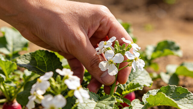 Regenerative agriculture with cover crops and soil conservation techniques on a farm field