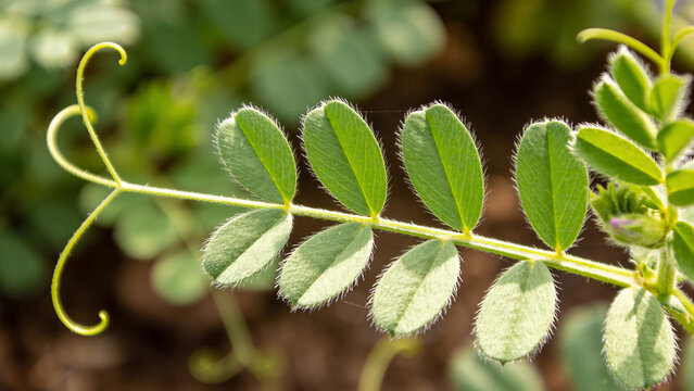 Closeup of a cover crop plant showing leaves in a regenerative agriculture field