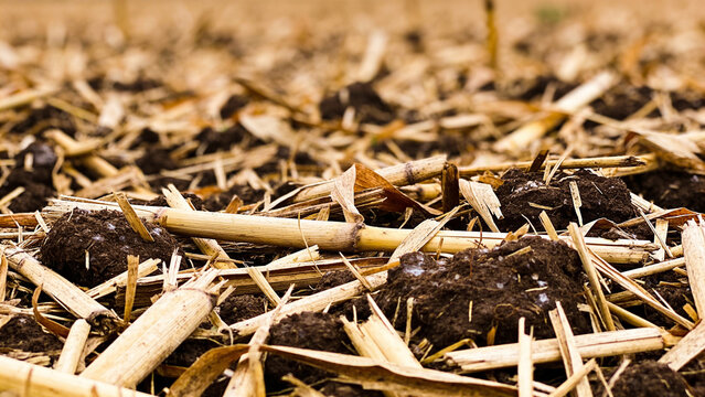 Closeup of soil with crop residue and mulch in a regenerative agriculture field