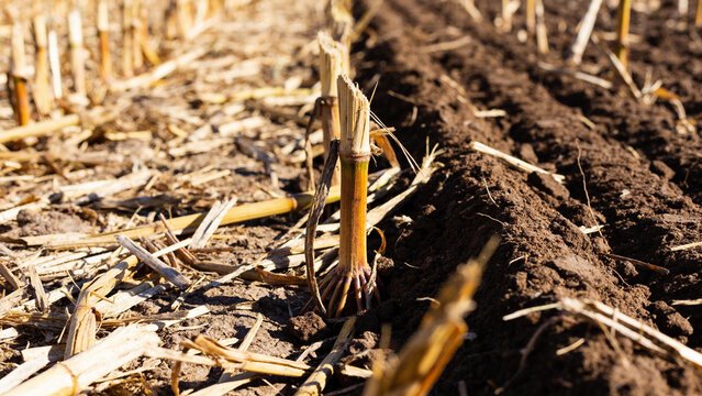 Regenerative agriculture practices use cover crops and crop residue for soil conservation