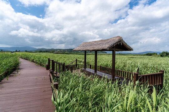 Wooden Boardwalk and Pavilion in Suncheon Bay Wetland