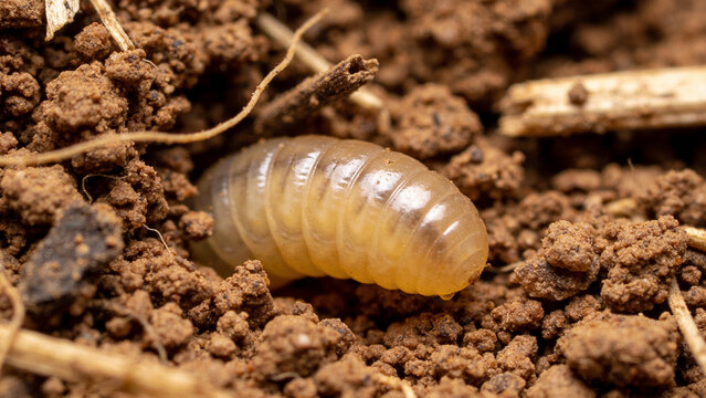 Closeup view of earthworm in soil with crop residue in a regenerative agriculture setting
