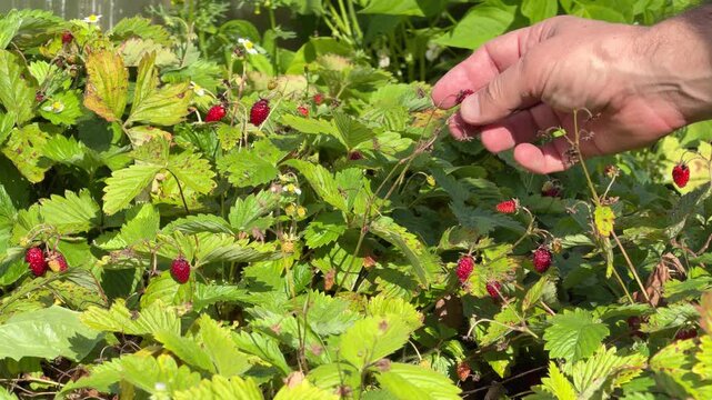 Hand Picking Wild Strawberries in Garden, Slow Motion