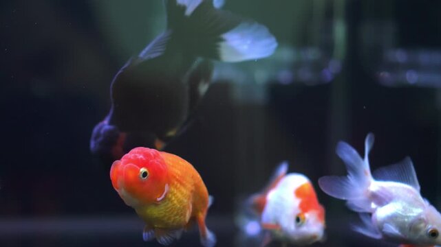 Lionhead goldfish swimming in an aquarium could be used in an advertisement for a pet fish shop.