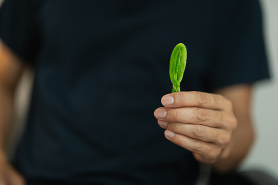 Hands Holding a Green Plant Seedling for Eco-Friendly Growth and Nature Conservation