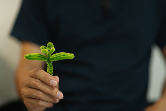 Person Holding Small Green Plant Seedling with Soil in Blooming Development