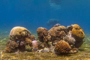 Healthy Coral Reef with Diverse Hard Corals in the Red Sea, Aqaba, Jordan  © Ezzeldeen Al-Natour