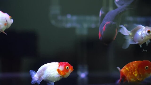 Lionhead goldfish swimming in an aquarium could be used in an advertisement for a pet fish shop.
