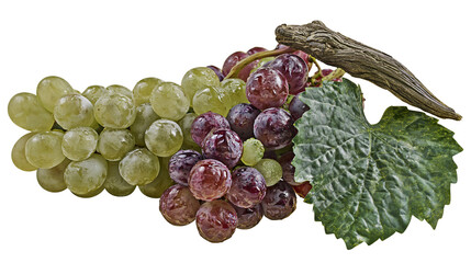Green and red grapes with leaf and stem © Fraser