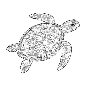 Sea turtle with intricate decorative shell patterns, black and white line for coloring book, isolated on a white background