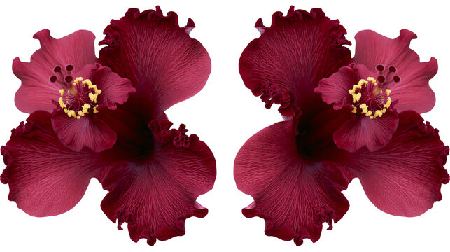 Two deep red hibiscus flowers with ruffled petals and yellow stamens
