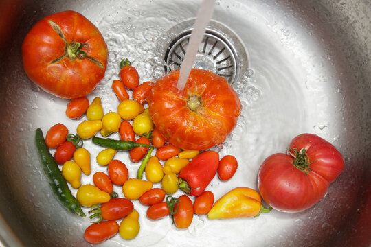 Fresh Homegrown Tomatoes Being Washed Under Running Water in Kitchen Sink, Healthy Food Preparation