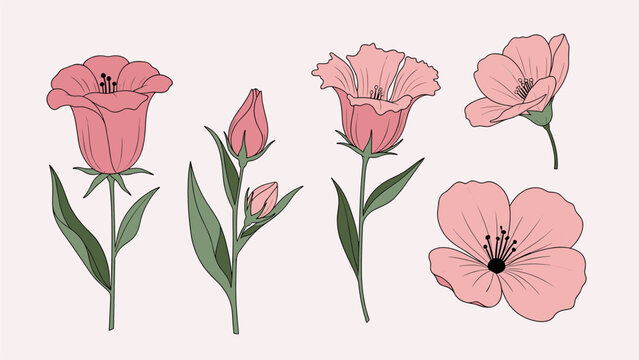 Elegant botanical illustration showing five beautiful pink bellflowers and morning glories in different stages of bloom.