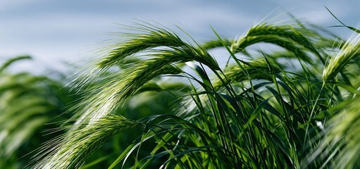 Fototapeta premium In a sunlit field, vibrant barley plants gently move against a clear blue sky, symbolizing thriving agriculture.