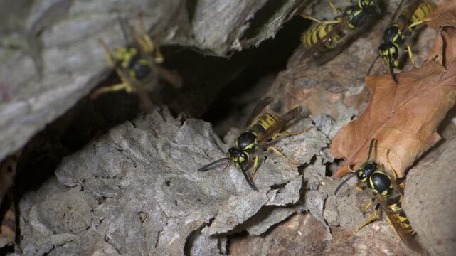German Wasps (Vespula germanica) at the entrance to their nest, in a hole in the ground. July, Kent, UK [Slow motion x4] 