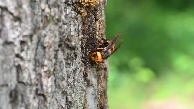 樹液を舐めるスズメバチ（クヌギの木・樹液・危険昆虫・マクロ撮影・4K）