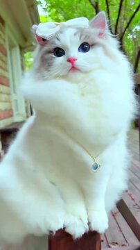 Cute Cat Sitting in the Air &ndash; Surreal and Playful Scene