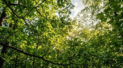 Fototapeta premium Sunlight Filtering Through Dense Green Forest Canopy.