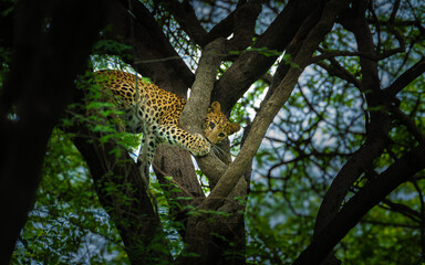 Indian Leopard climbing through tree branches in Jhalana Leopard Conservation Reserve, Rajasthan, peering directly at the camera while gripping a trunk amid dense woodland foliage. © Rohit Beniwal